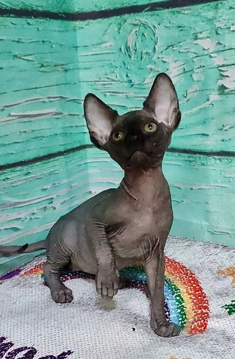 Чорний Канадський сфінкс хлопчик Джексон