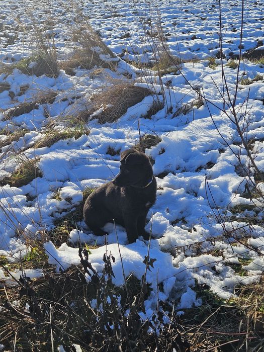 Віддам в добрі руки