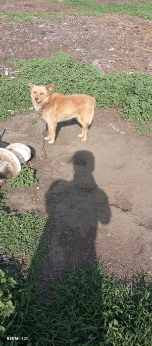 Віддамо грайливих собачок