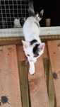 Mały 3 miesięczny kocurek Elf do adopcji