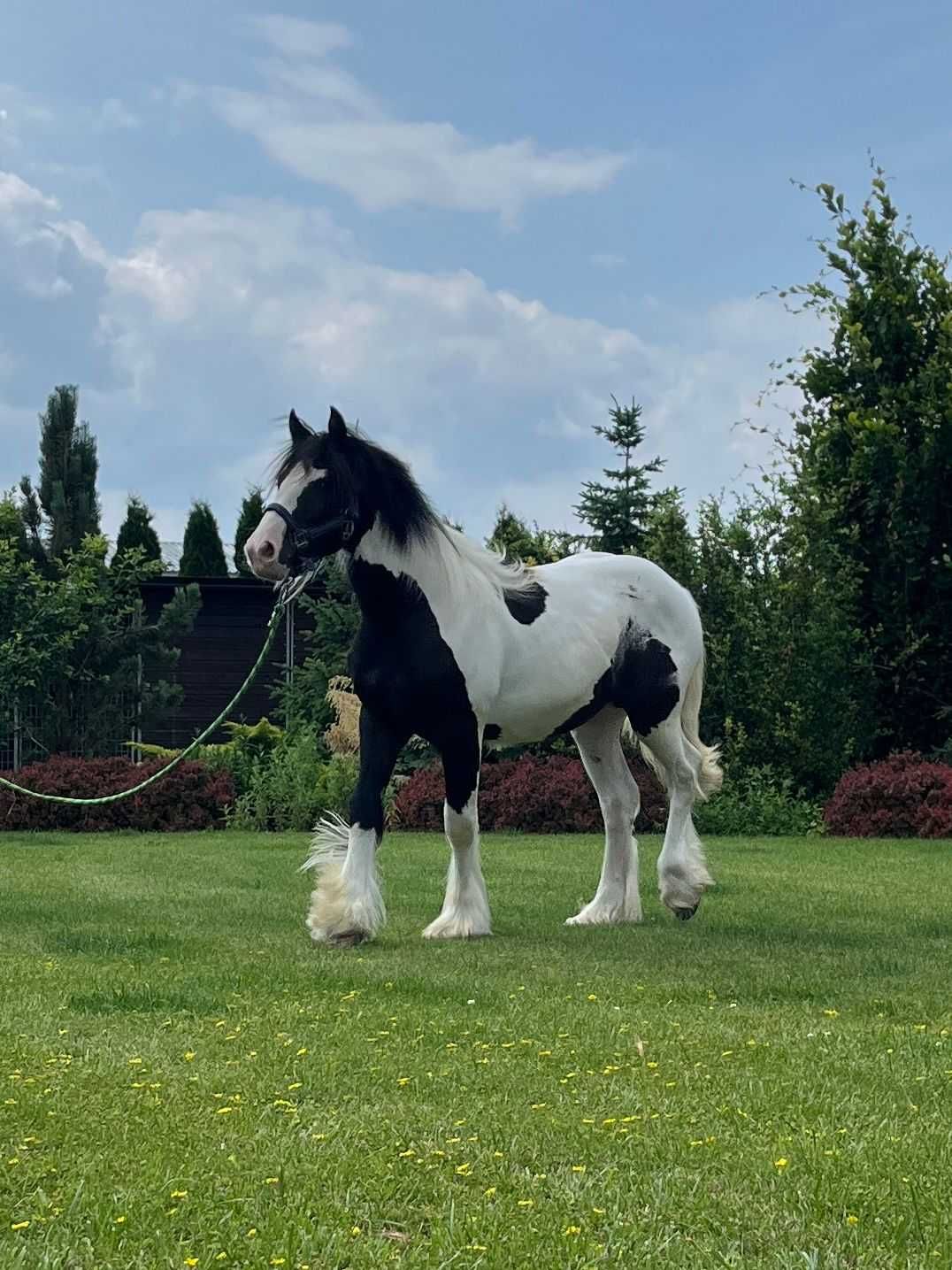 irish cob tinker gypsy cob koń wałach źrebak