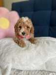 Śliczny Piesek Maltipoo F1b!