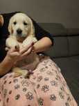 Golden retriever szczeniak