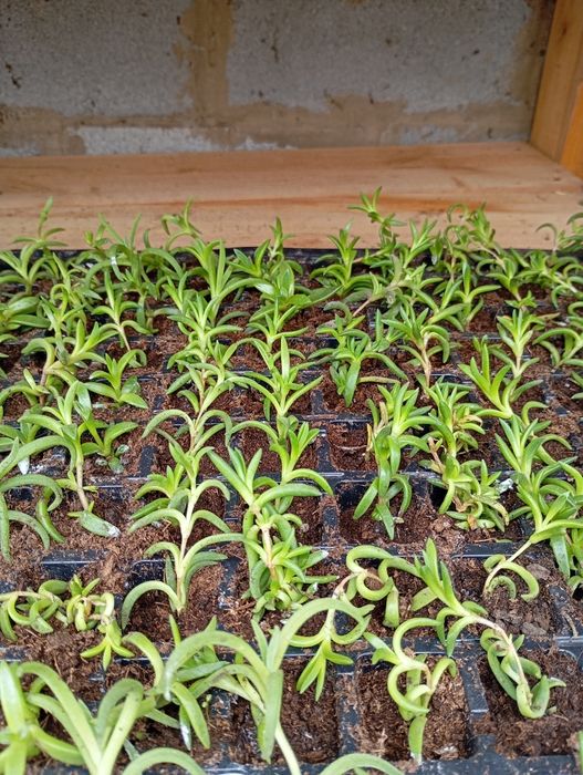 Черенок делосперми,  міх (4 кольори)