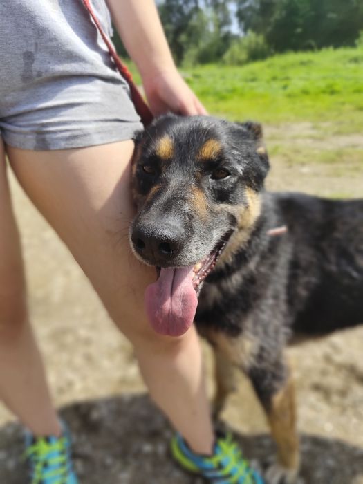 Tary, cudowny przytulak szuka domu