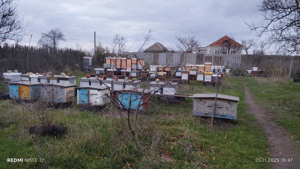 Продам пасіку 100шт