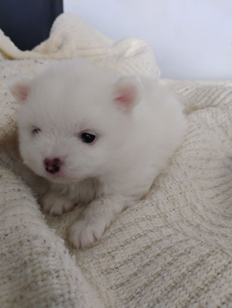 Suczka rasy szpic miniaturowy pomeranian, piesek miś