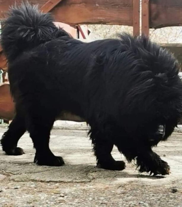 Mastif Tybetański.Reproduktor