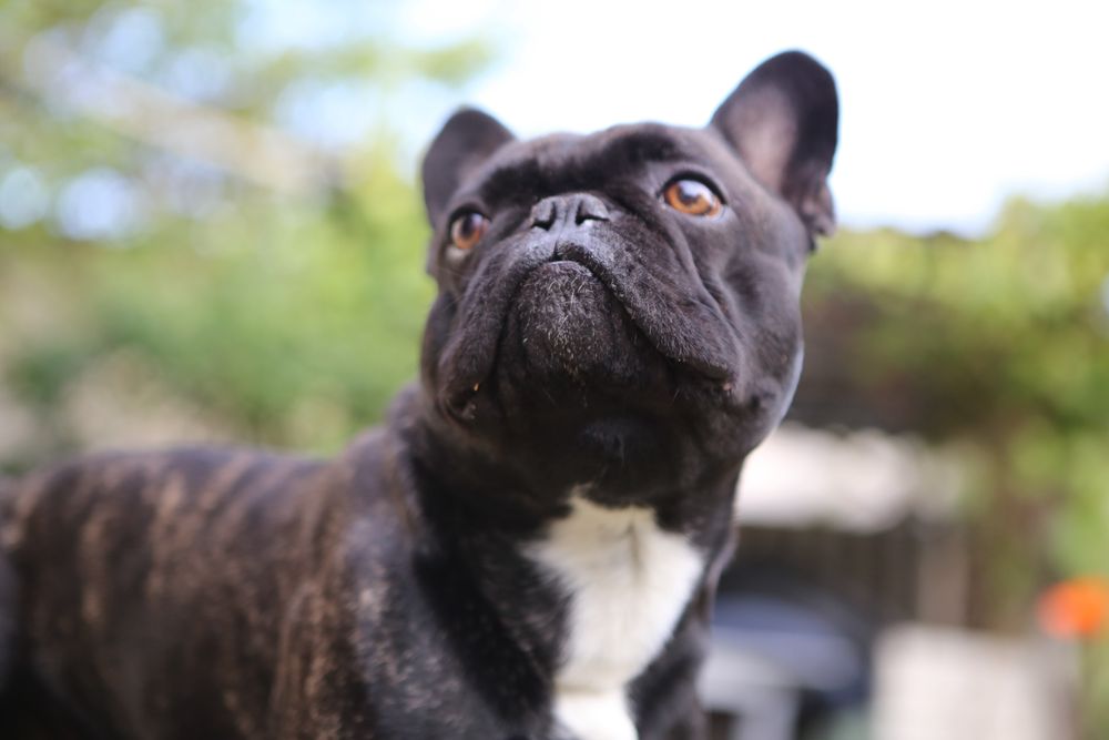 Вязка французский бульдог