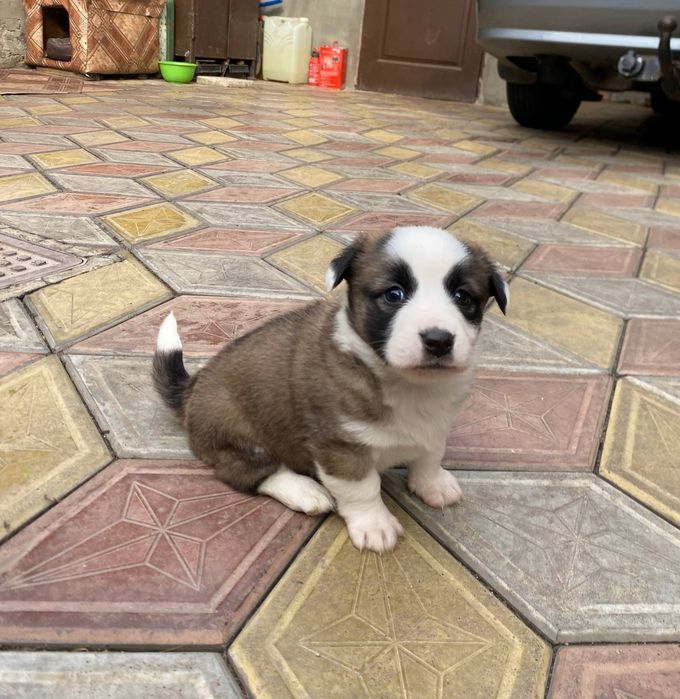 Отдам щенков в добрые руки.