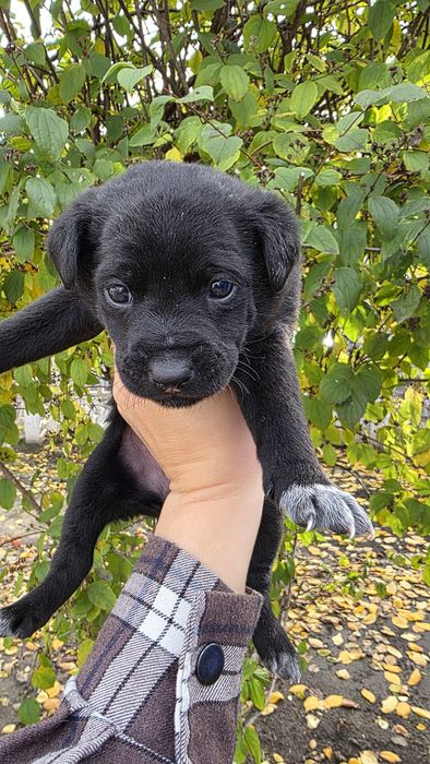 Цуценята в добрі руки