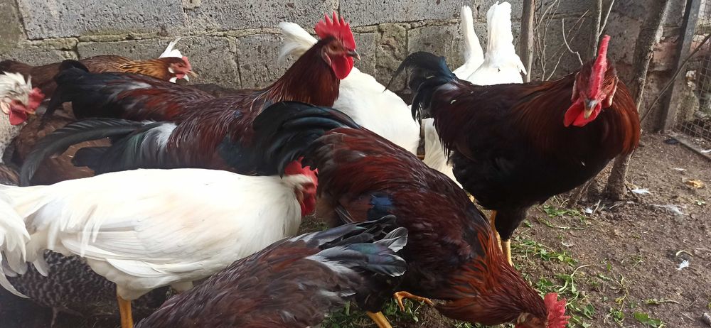 Koguty leghorn i włoszka 2025