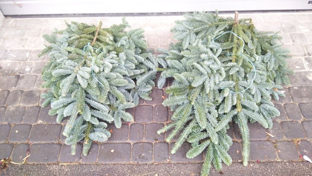 Nobilis paczki świeży