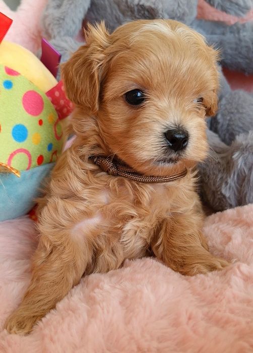 Chłopiec Maltipoo F1