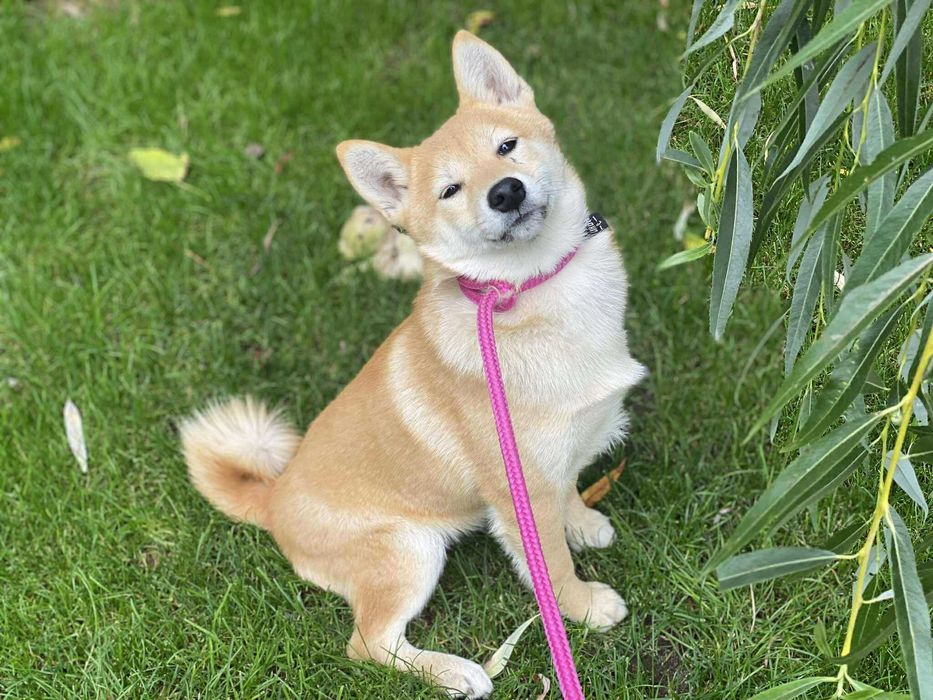 Shiba Inu - suczka