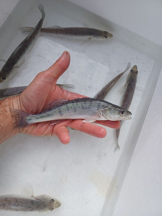 Sandacz 20-25cm. Okoń  , Węgorz  ,Miętus.