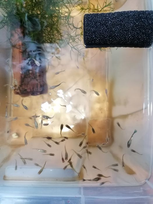 Guppys moscow blue a reproduzir