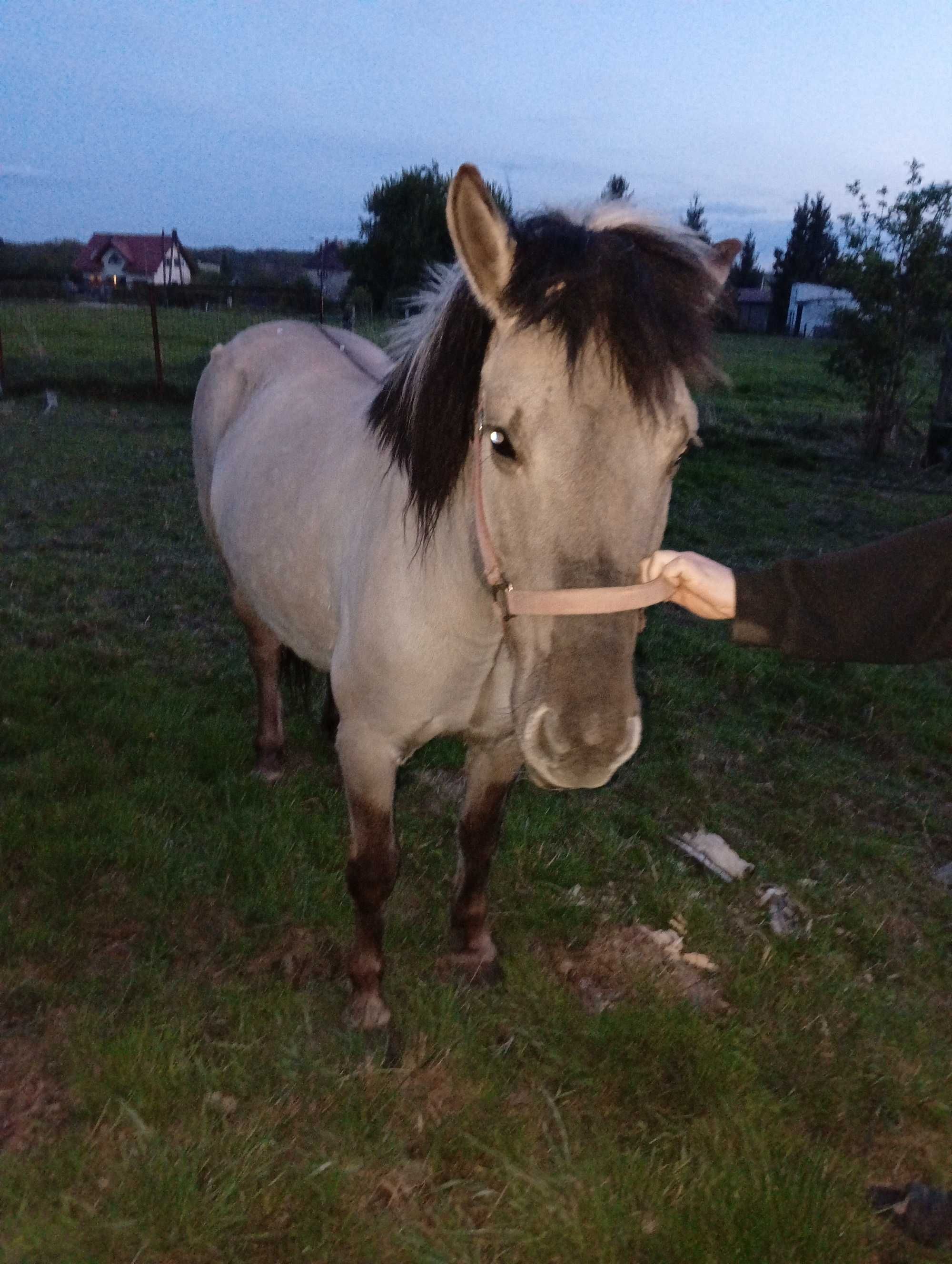 Sprzedam Klacz Konik Polski