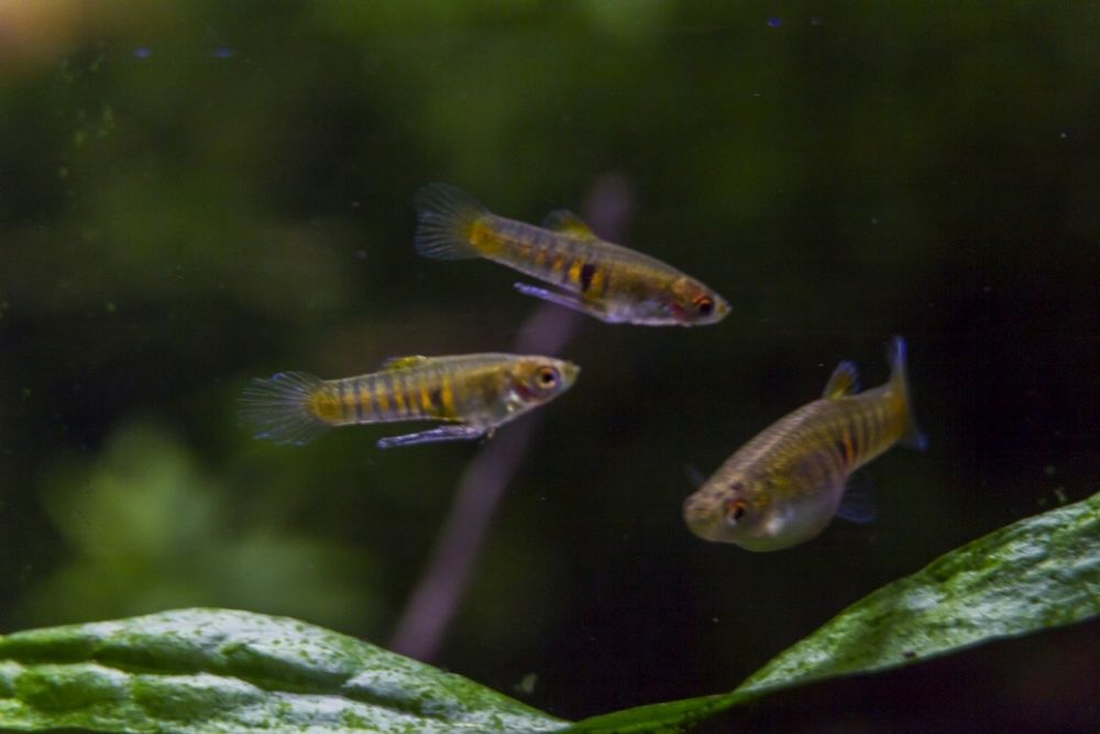 Drobnotka Nadobna Neoheterandria Elegans do nano para wysyłka