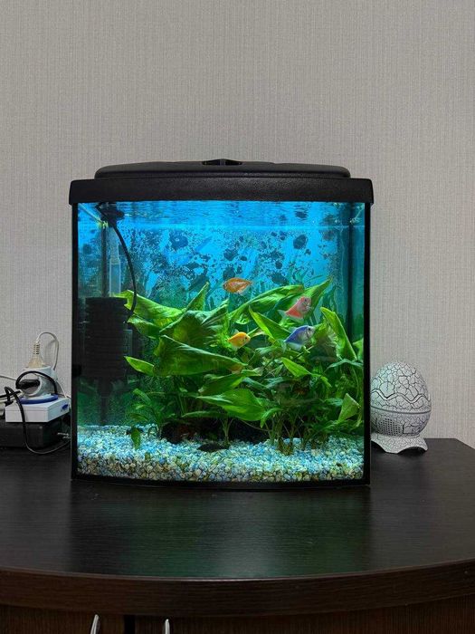 Продам 2 акваріума разом з тумбою