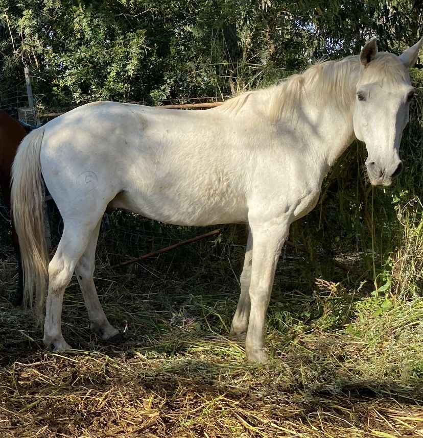 Cavalo Puro Sangue Lusitano