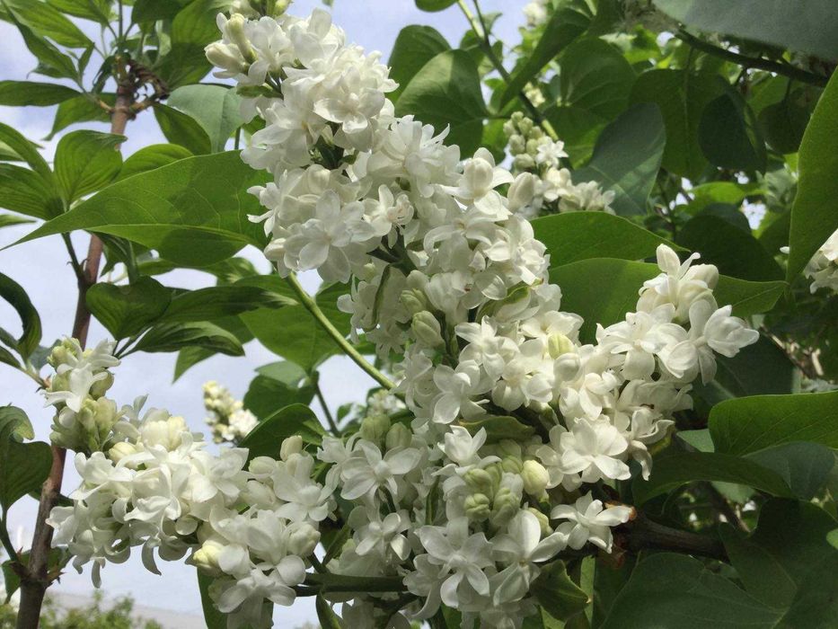 Сирень белая саженец