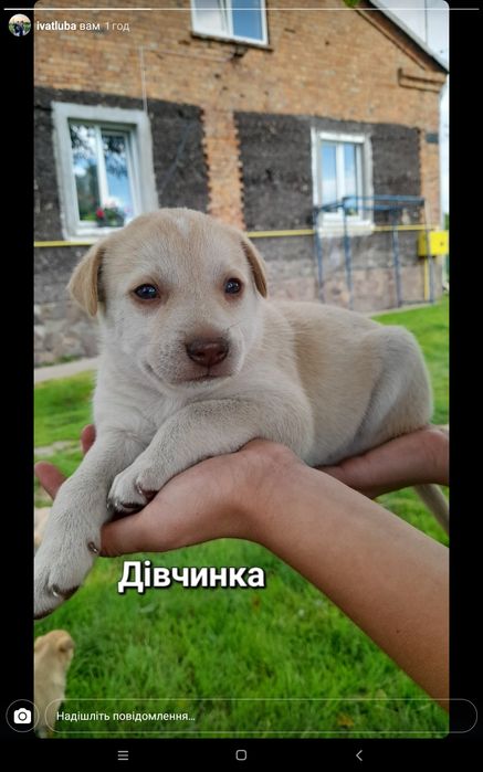 Цуценята від Лайки