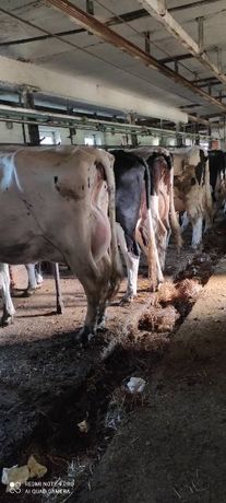 Krowy mleczne do dalszego chowu
