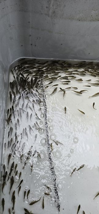 Ryby do stawu, Amur, Tołpyga, Karp Królewski i Pełnołuski