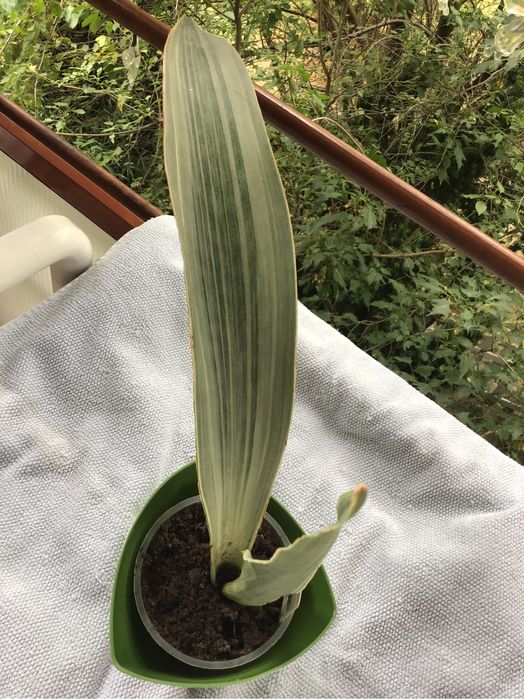Sansewieria roslina doniczkowa