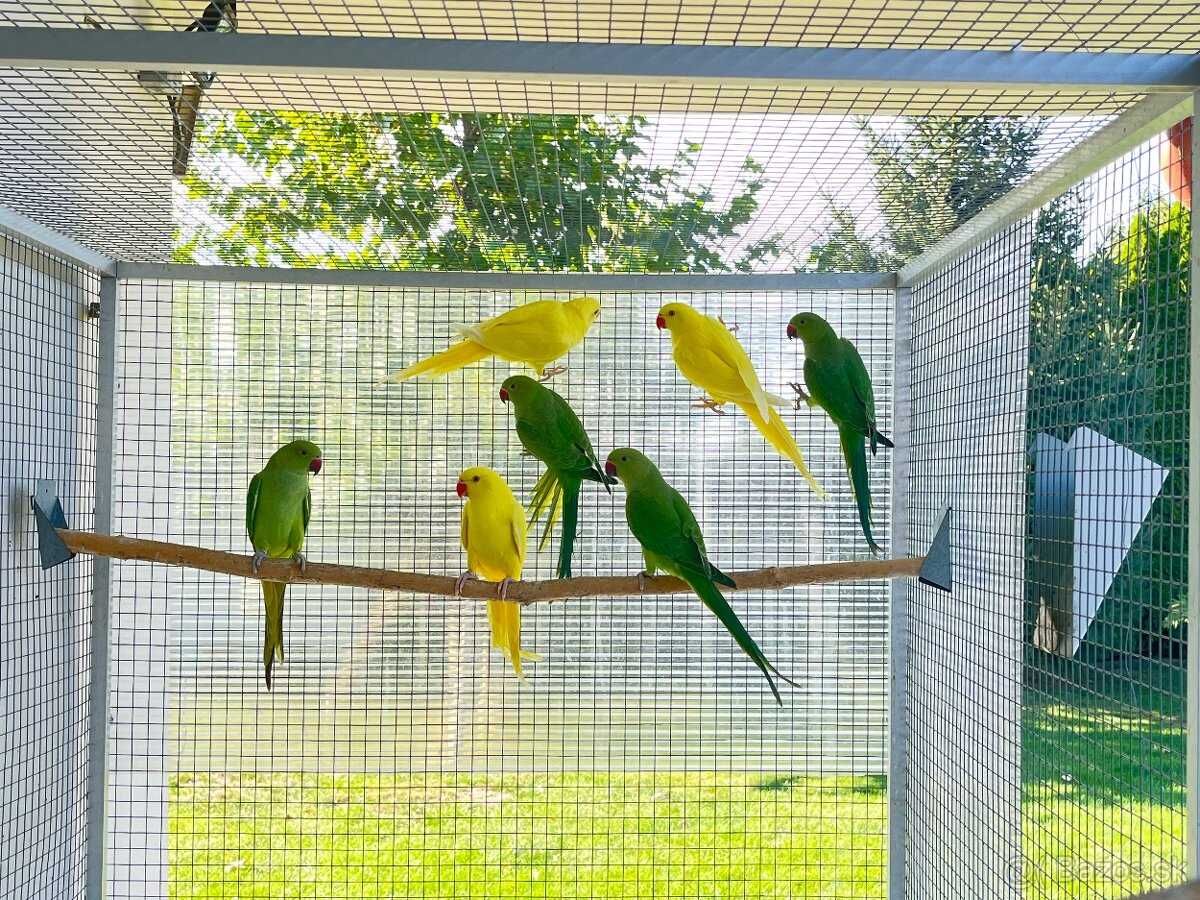 Зелені попугаі ожерелові 2024 р