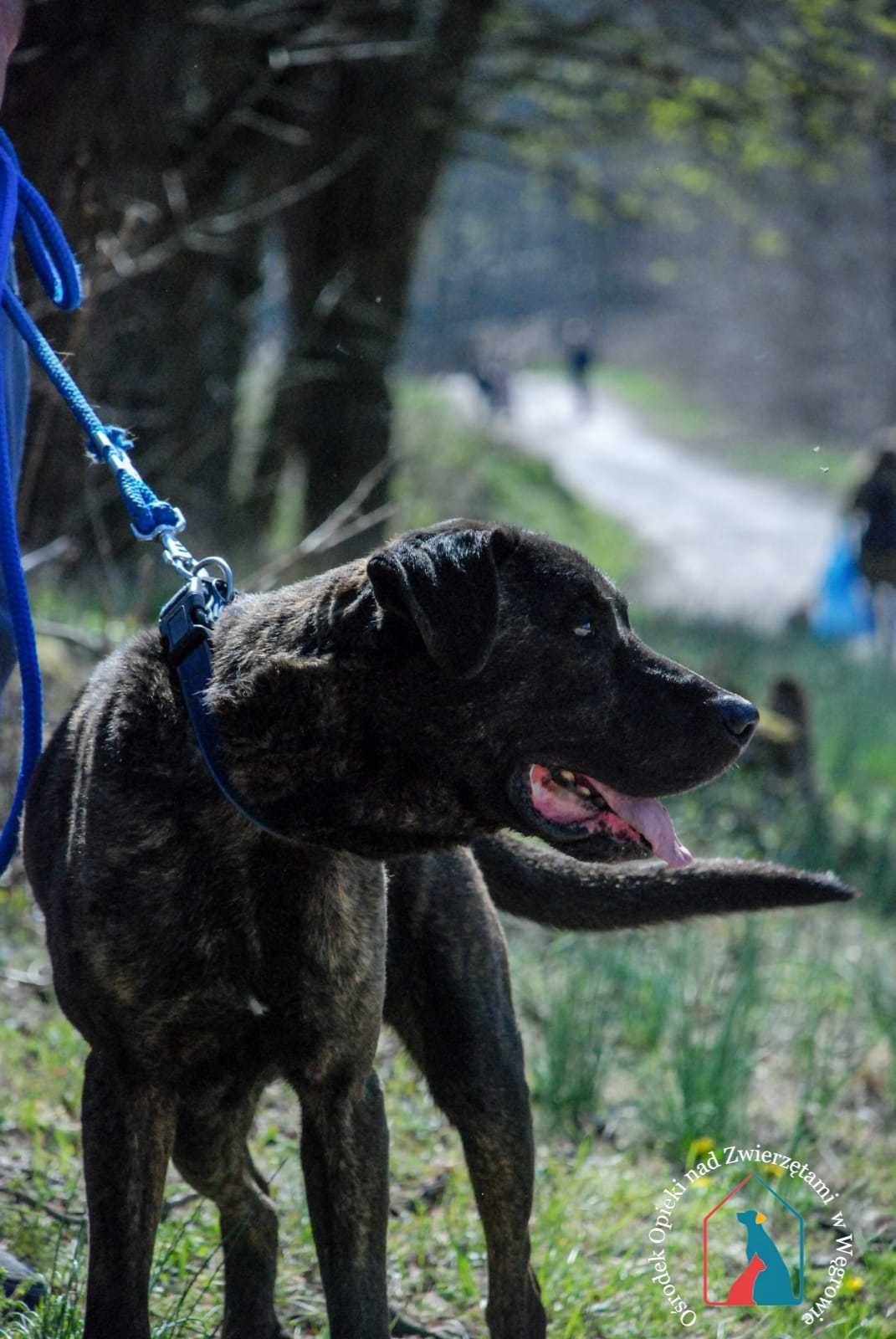 Roni-fajny, przyjazny  psiak szuka domu!