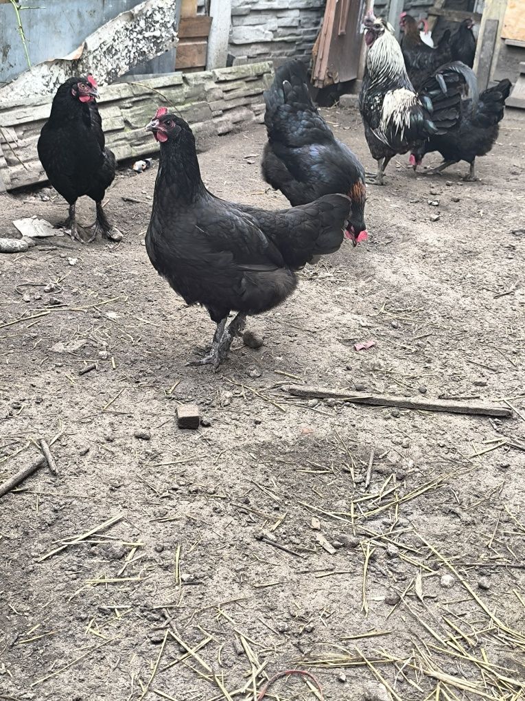 Sprzedam kury marans młode