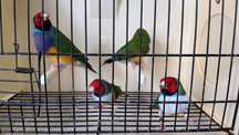 Diamantes de Gould 2025