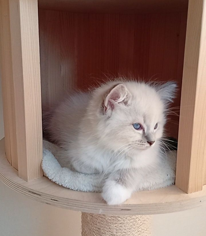 Ragdoll kociak FPL