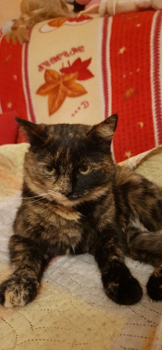 Помогите найти кошек