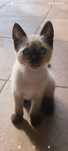 Gatinho para adoção
