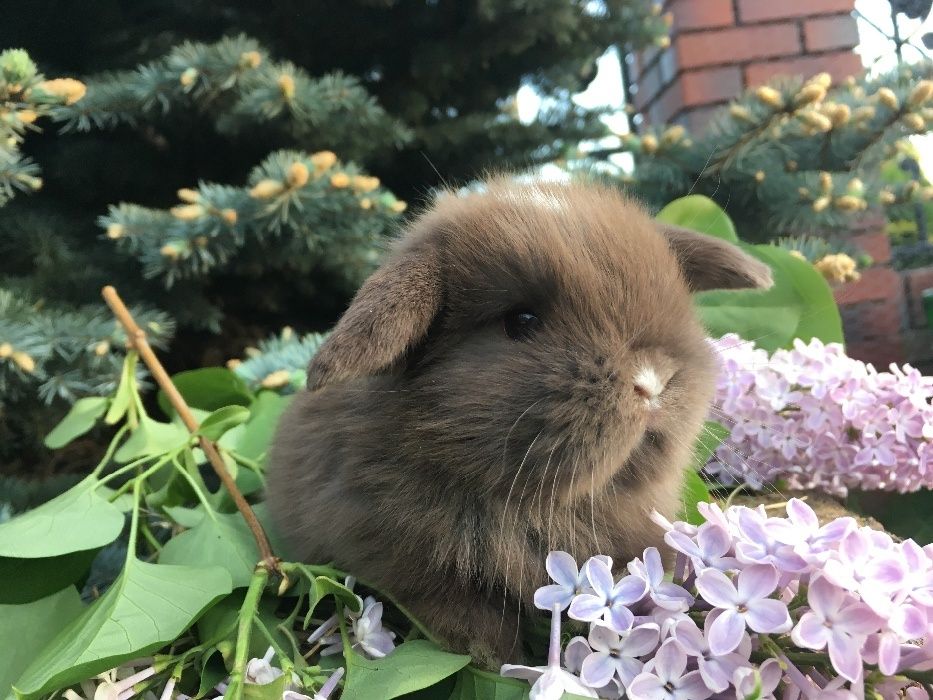 Króliczek miniaturka mały mini lop zarejestrowana hodowla mini lop