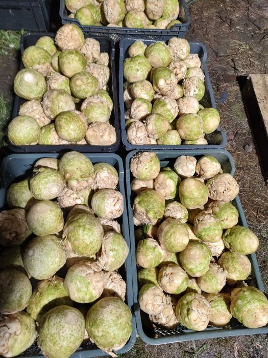 Seler korzeń własna uprawa