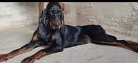 Black an Tan Coonhound Piękna suczka