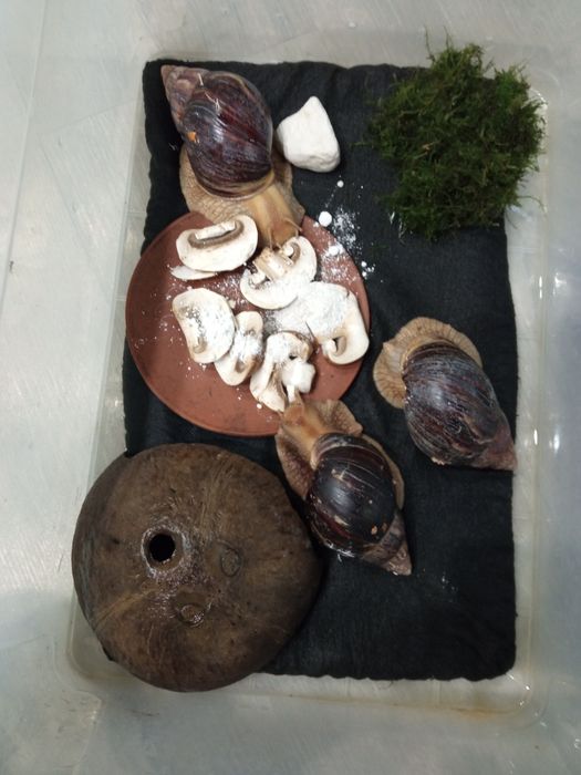 Равлики імакулята!