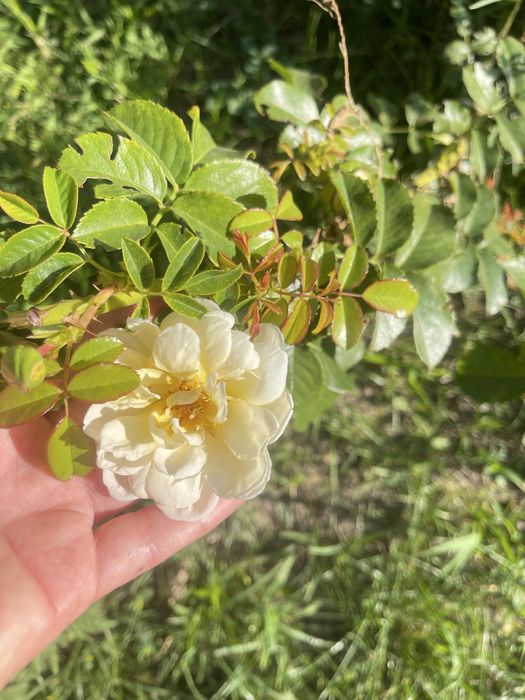 Саджанеці.  слива пізня . Роза