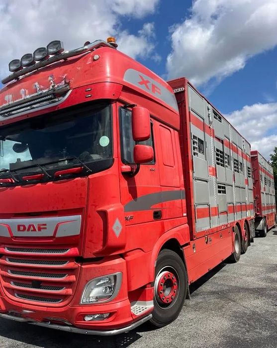 DAF XF 530 + Przyczepa Pezzaoli - 3X Trzoda, 2 X Bydło I 3 poziomy I Podnoszony dach I Hydroburta I Osie Skrętne I Poidła I Wentylatory I Pilot Manualny |