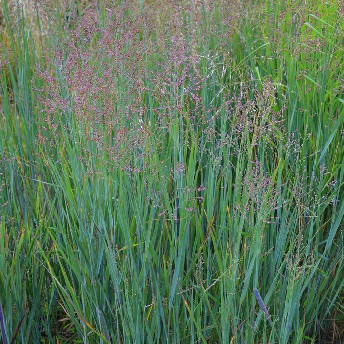 Proso rózgowate 'Waterfall' (Panicum virgatum) Doniczka 2.0L