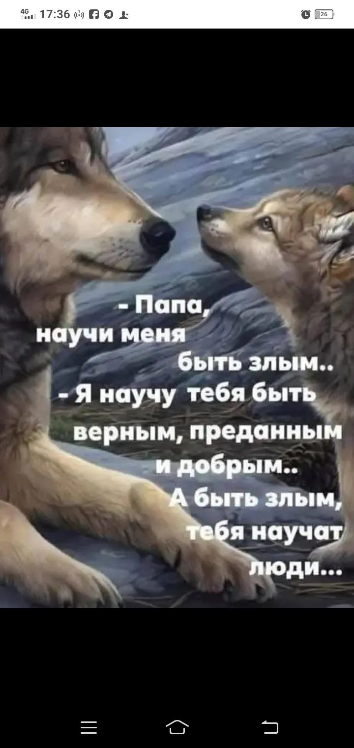 Продам щенка Хаски смесь с Маламутом  4месяца