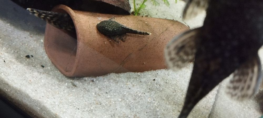 Ancistrus juvenis/sexados