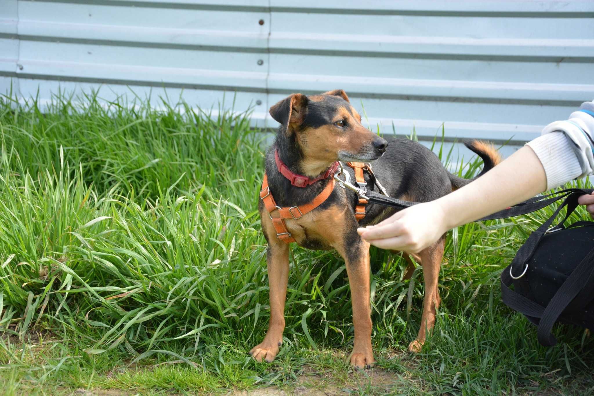 Chip - mały psiak szukający nowej rodziny ADOPCJA