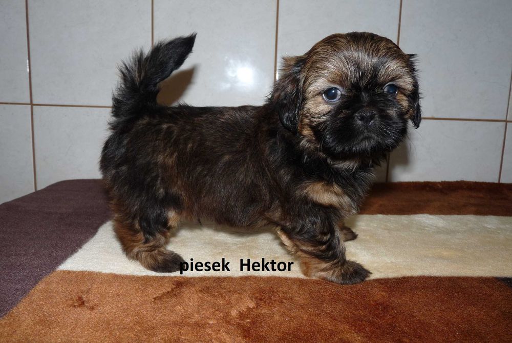 Shih Tzu, piesek Hektor do odbioru od 17 grudnia.