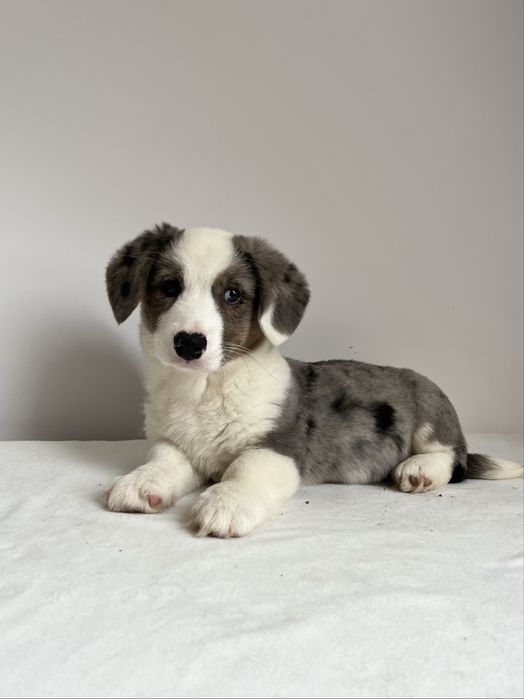 Welsh Corgi Cardigan - sunia blue merle