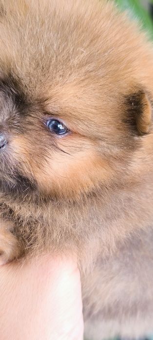 Spitz Anão/ Lulu da Pomerânia olhos azuis  Mini.
